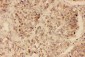 Anti-SOX2 Antibody